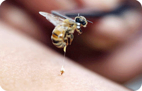 stinging insect allergy, insect allergy, insect bite