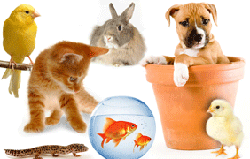 allergy from pat animal, dog, cat, pairot, banny, fish, horsh, cow